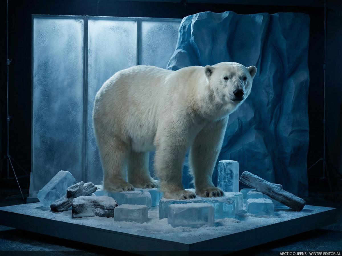 幼幼北极熊写真视频